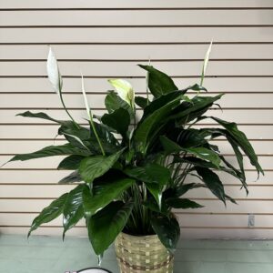 Peace Lilly arrangement lake city mn